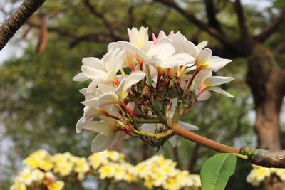 Close-up of white flowering plant