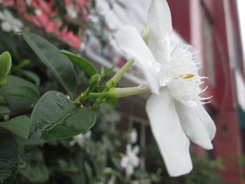 Close-up of flower blooming outdoors