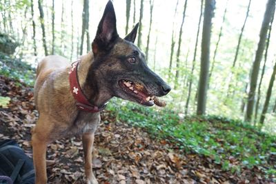 Close-up of dog in forest