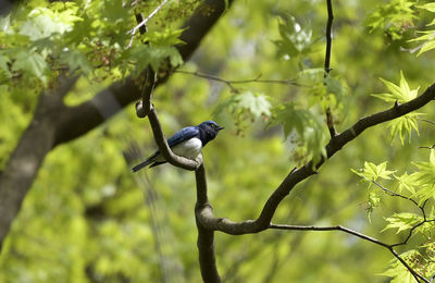 Low angle view of bird perching on tree