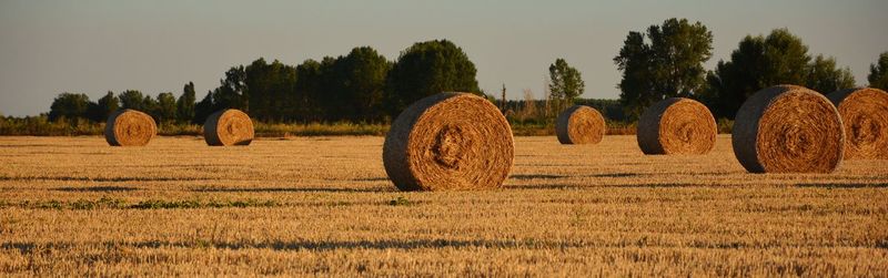 Straw bales