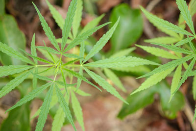 Close-up of fresh green plant