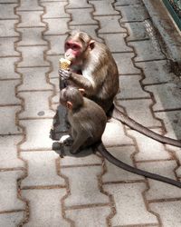 Lion eating food outdoors