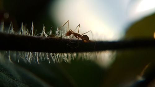 Close-up of insect