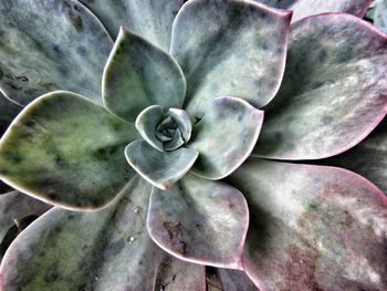 Close-up of cactus flower