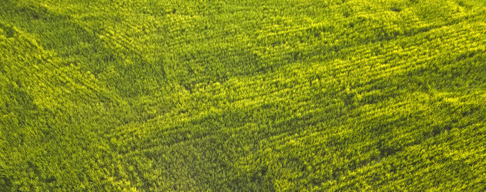 Full frame shot of trees on field