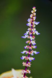 Close-up of flowers against blurred background