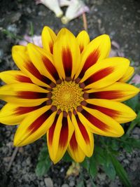 Close-up of yellow flower