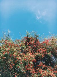 Low angle view of flowers against blue sky
