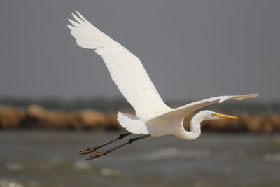 Seagull flying