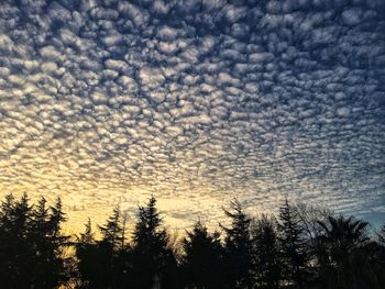 Low angle view of silhouette trees against sky during sunset