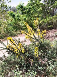 Scenic view of flowering tree in forest