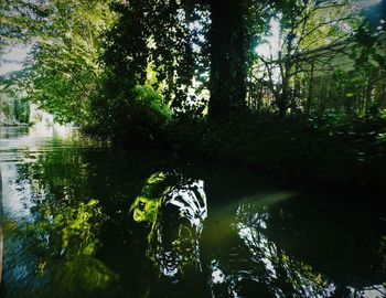 Scenic view of lake in forest