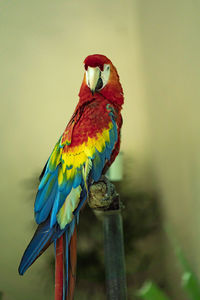 A beautiful parrot perched calmly on a stick. mostly found in tropical and subtropical regions