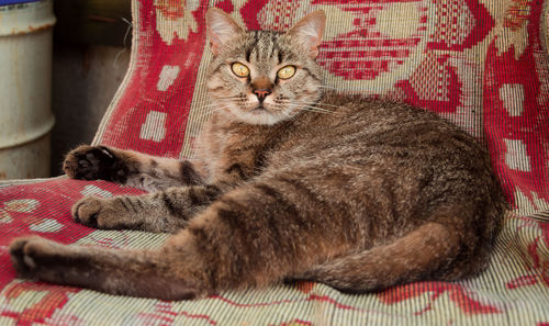 Portrait of cat lying on bed