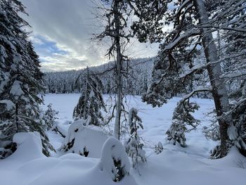 Snow covered land and trees against sky