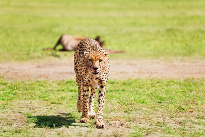 View of a cat walking