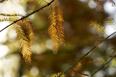 Close-up of leaves on branch