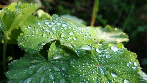 Close-up of wet plant leaves during rainy season