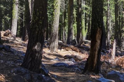 Trees in forest