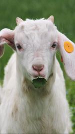 Close-up of white goat