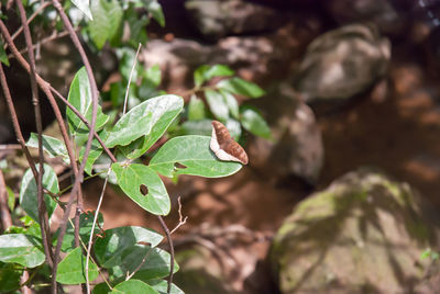 Close-up of insect on plant
