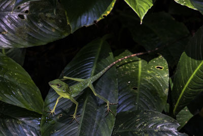 Close-up of leaves on plant