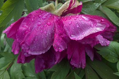 Close-up of raindrops on pink flowers