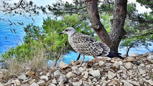 Bird on tree