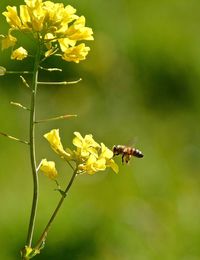 Close-up of yellow flowers
