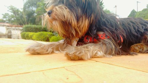 Close-up of dog