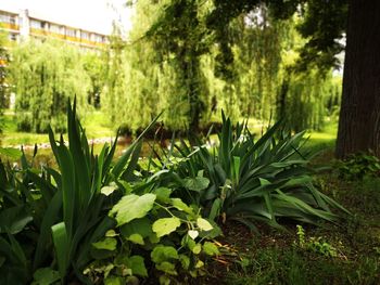 Plants growing on field