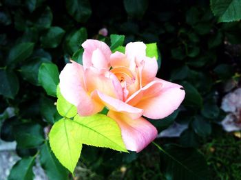 Close-up of pink flowers