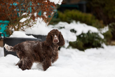 Close-up of dog on snow covered field