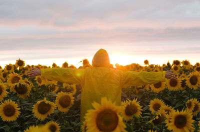 Scenic view of sunflower field against sky at sunset