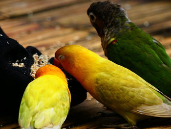 Close-up of parrot perching