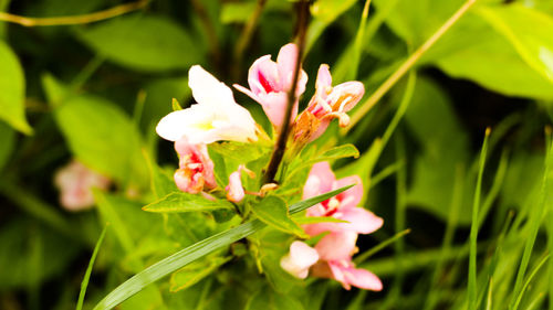 Close-up of flower blooming outdoors