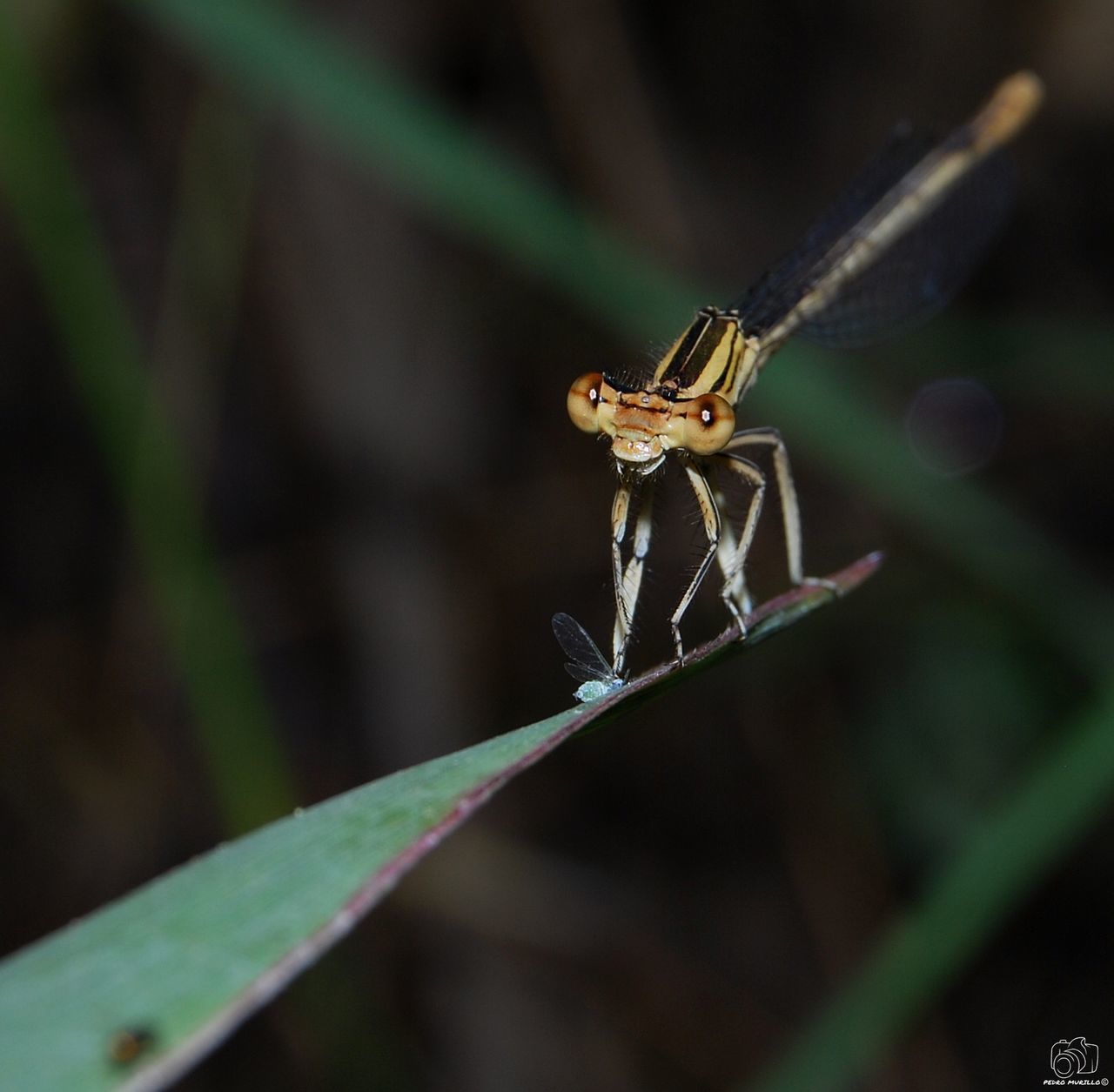 invertebrate, insect, animals in the wild, animal wildlife, animal themes, animal, one animal, close-up, focus on foreground, no people, nature, day, green color, plant part, plant, leaf, selective focus, animal body part, zoology, outdoors, blade of grass, animal eye