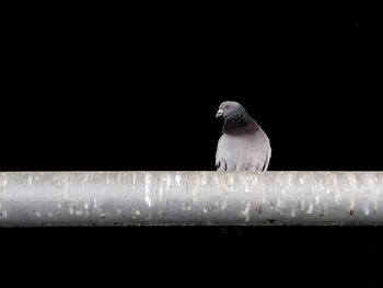 Close-up of bird perching on black background