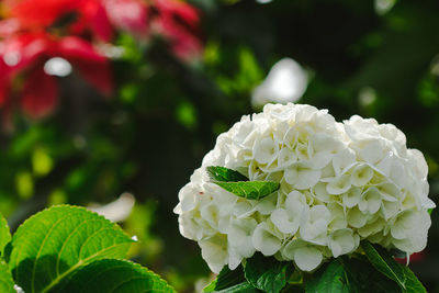 Close-up of white rose plant