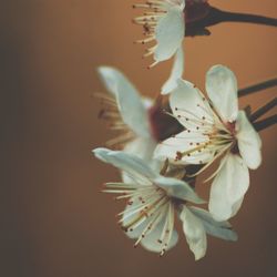 Close-up of white flowers blooming outdoors