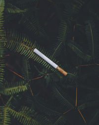 Full frame shot of palm trees