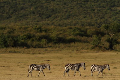 Zebra crossing in a field