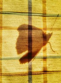 Close-up of shadow on floor