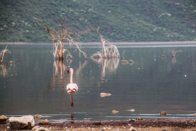 Close-up of swan perching on lake against trees