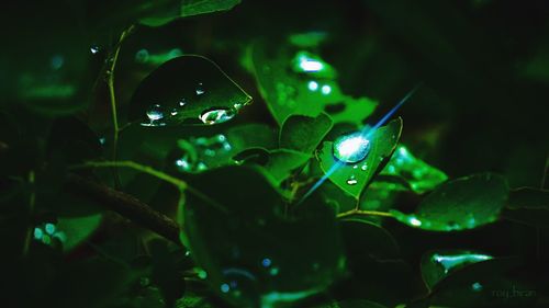 Dew drops with lens flare