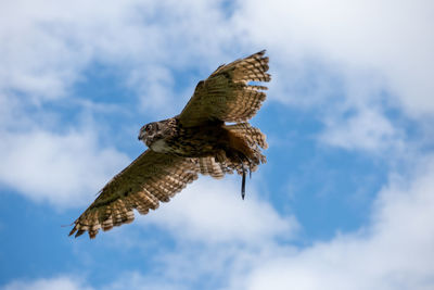 Low angle view of bird flying against sky