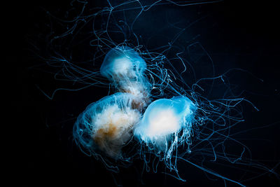 Jellyfish swimming in aquarium