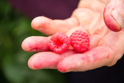 Close-up of hand holding berries