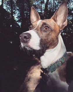 Close-up of dog on tree